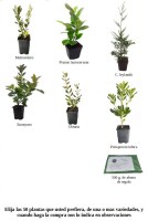 Oferta 50 plantas de seto (7)